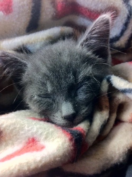 OMG look how tiny he used to be!!!!
Fleetwood the kitten